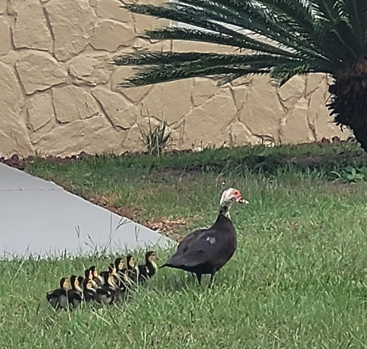 Muscovy Duck (Domestic type) - ML621857112