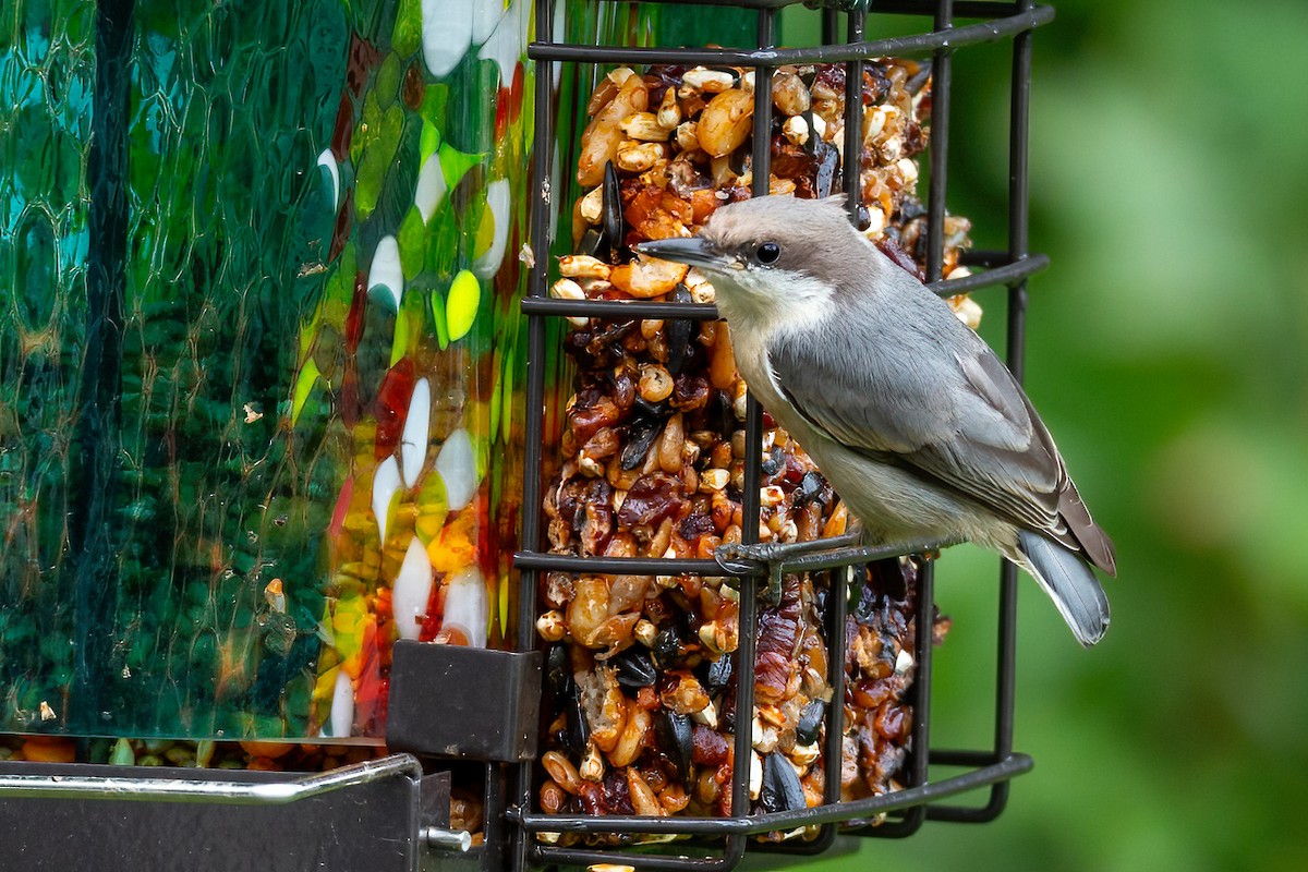 Brown-headed Nuthatch - ML621857115