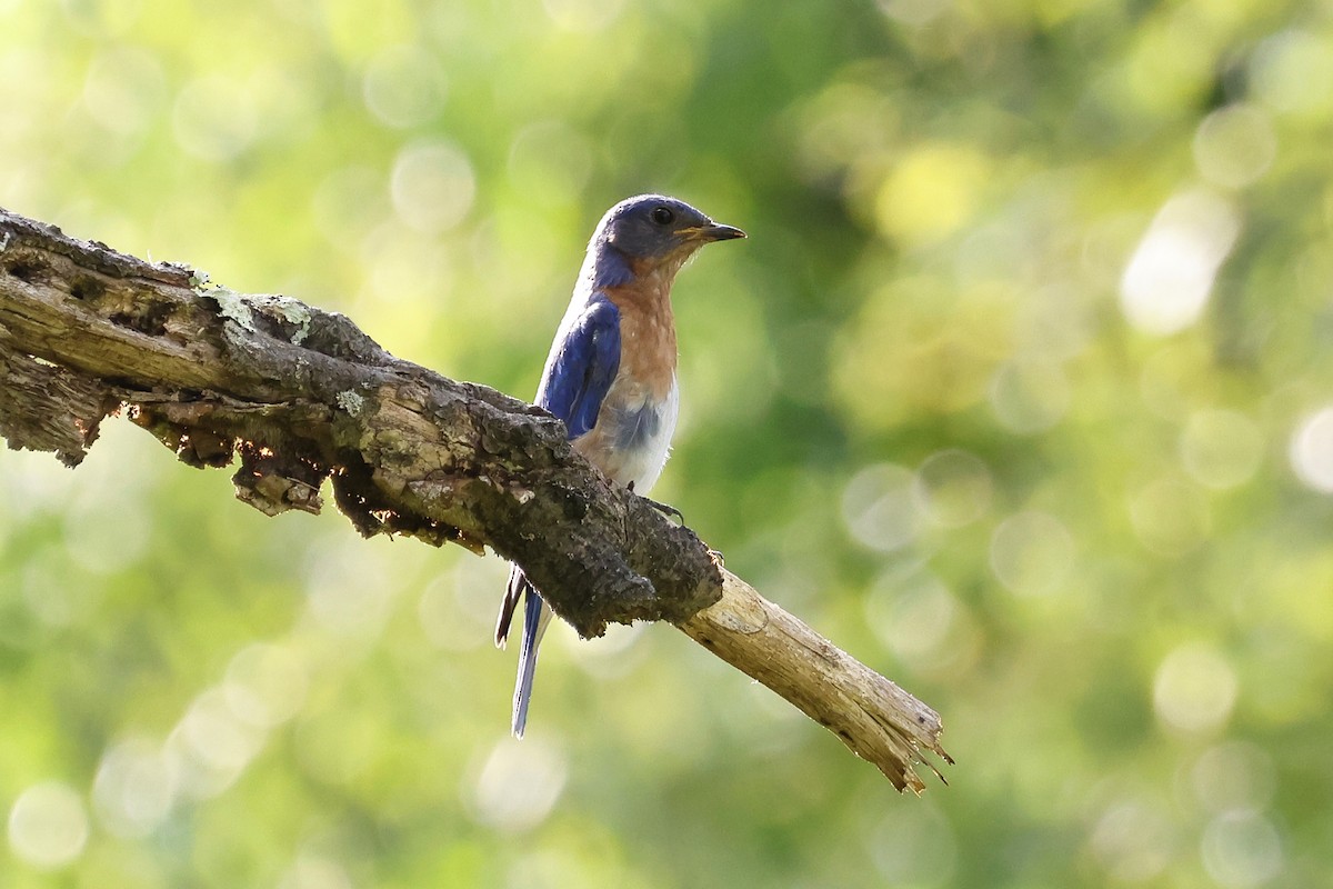 Eastern Bluebird - ML621857119