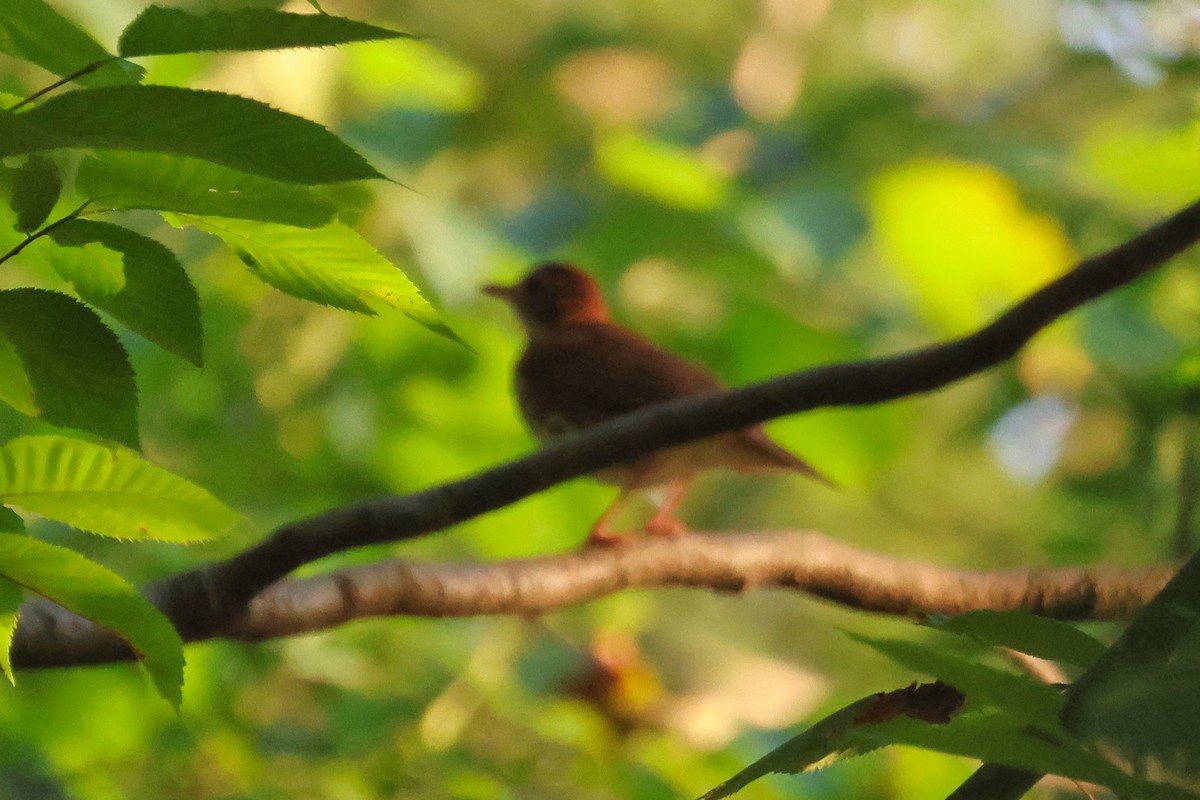 Wood Thrush - ML621857121