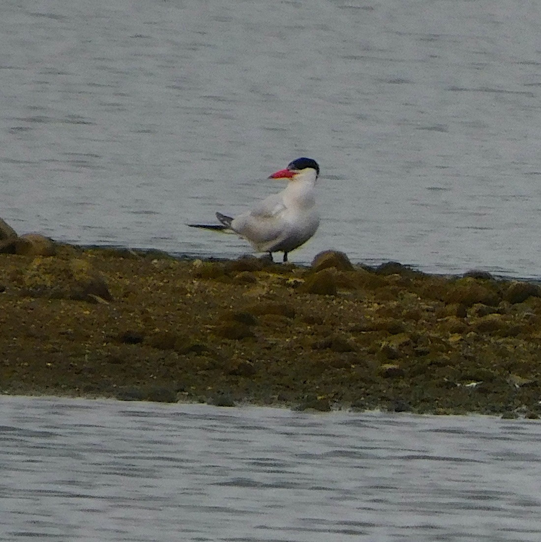 Caspian Tern - ML621857131