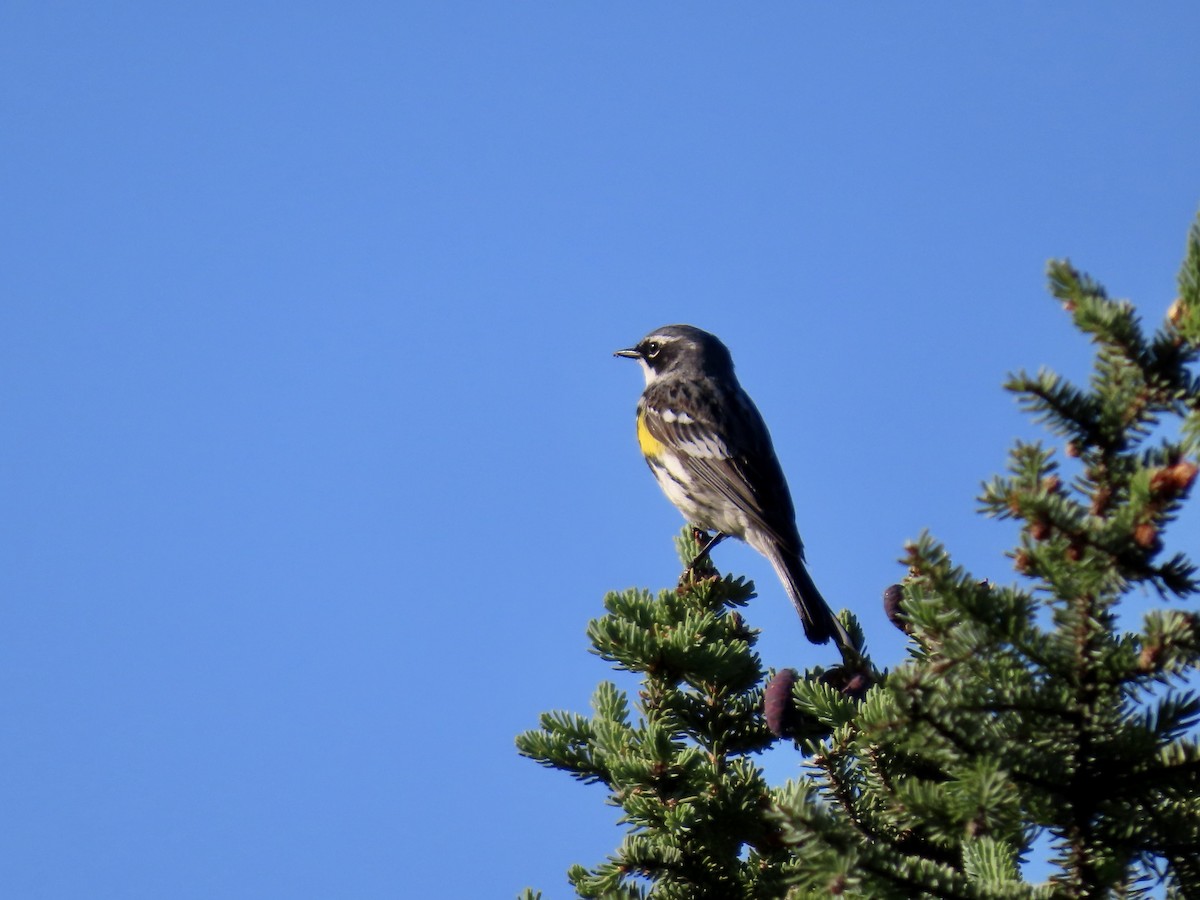 Yellow-rumped Warbler - ML621857168