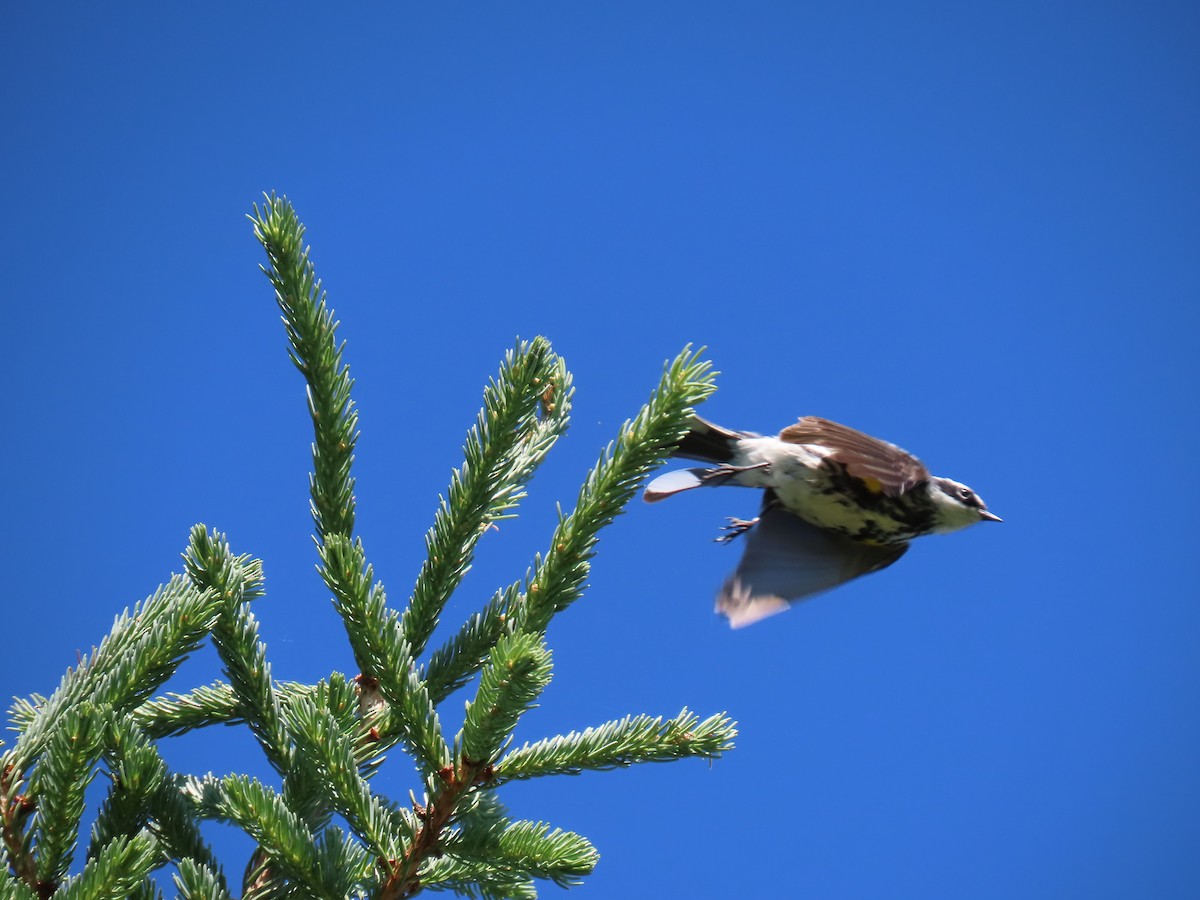 Yellow-rumped Warbler - ML621857169