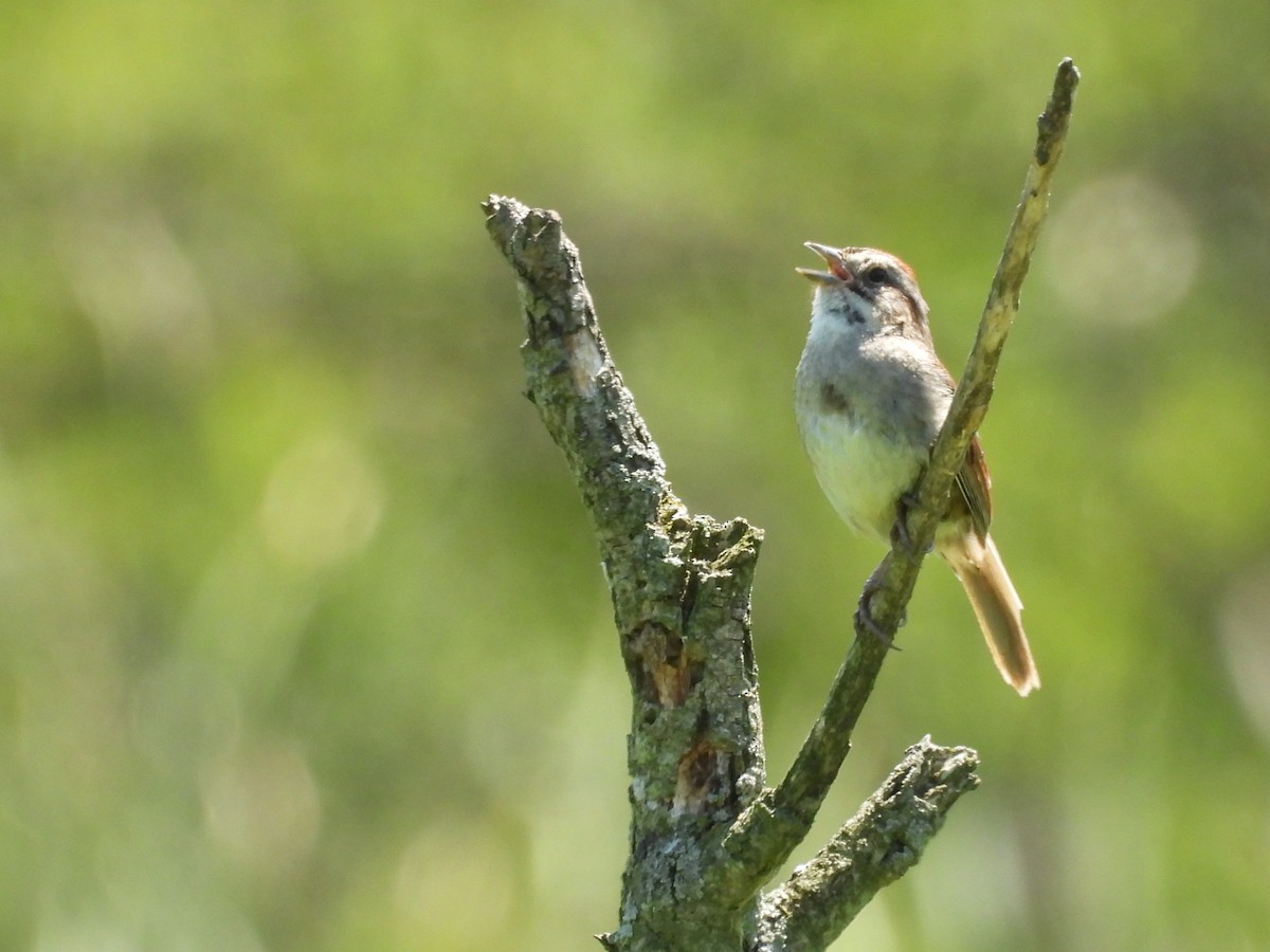 Swamp Sparrow - ML621857183