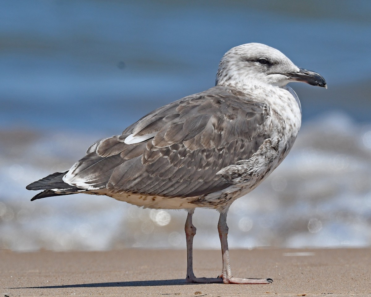 Gaviota Sombría - ML621857184