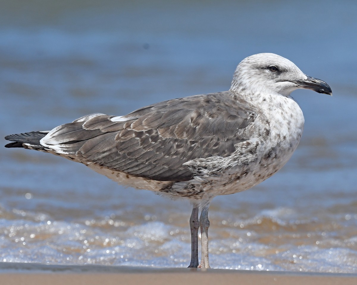 Gaviota Sombría - ML621857187