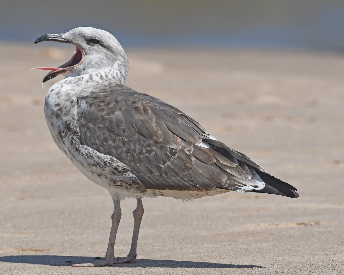 Gaviota Sombría - ML621857188