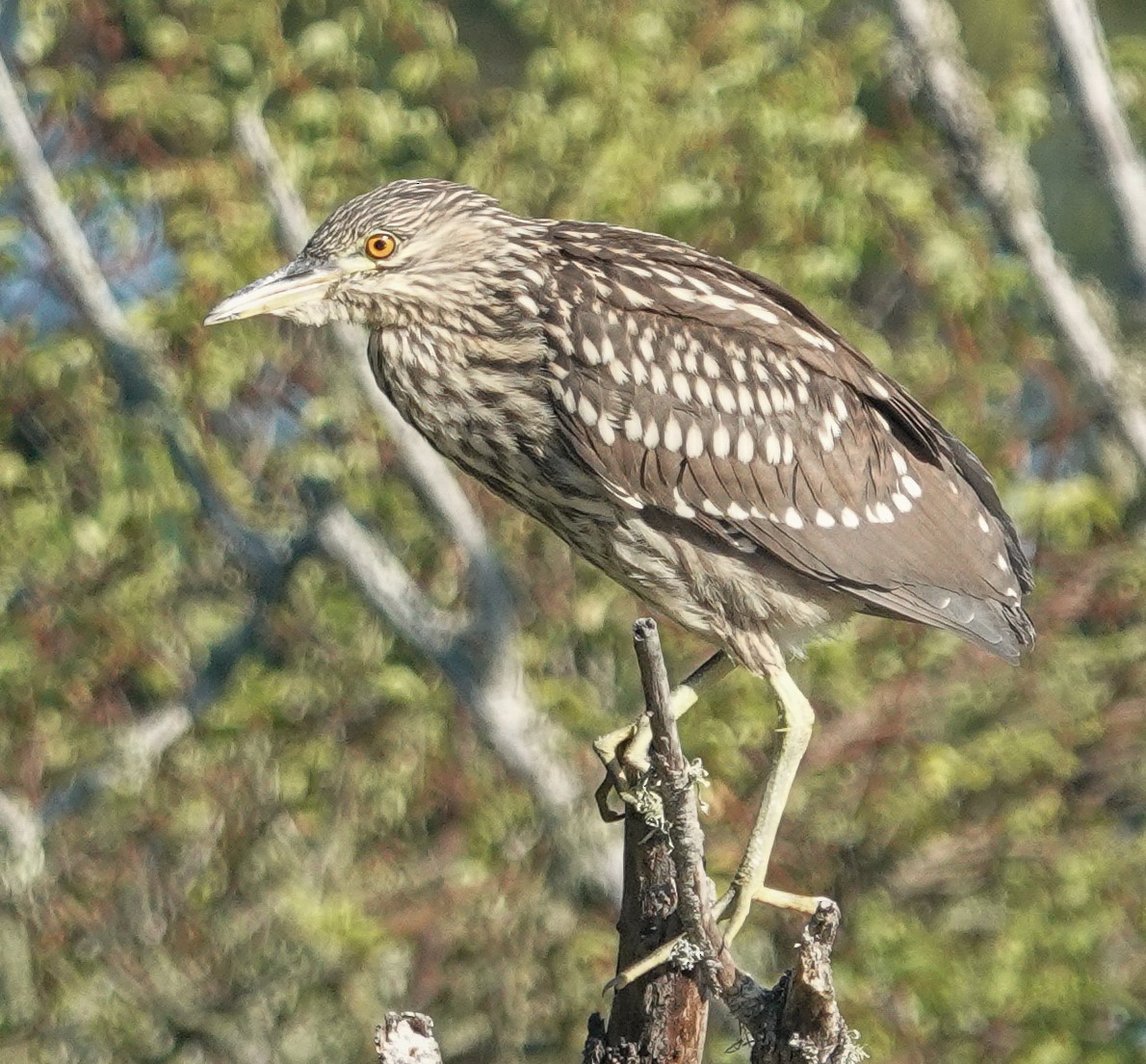 Black-crowned Night Heron - ML621857198