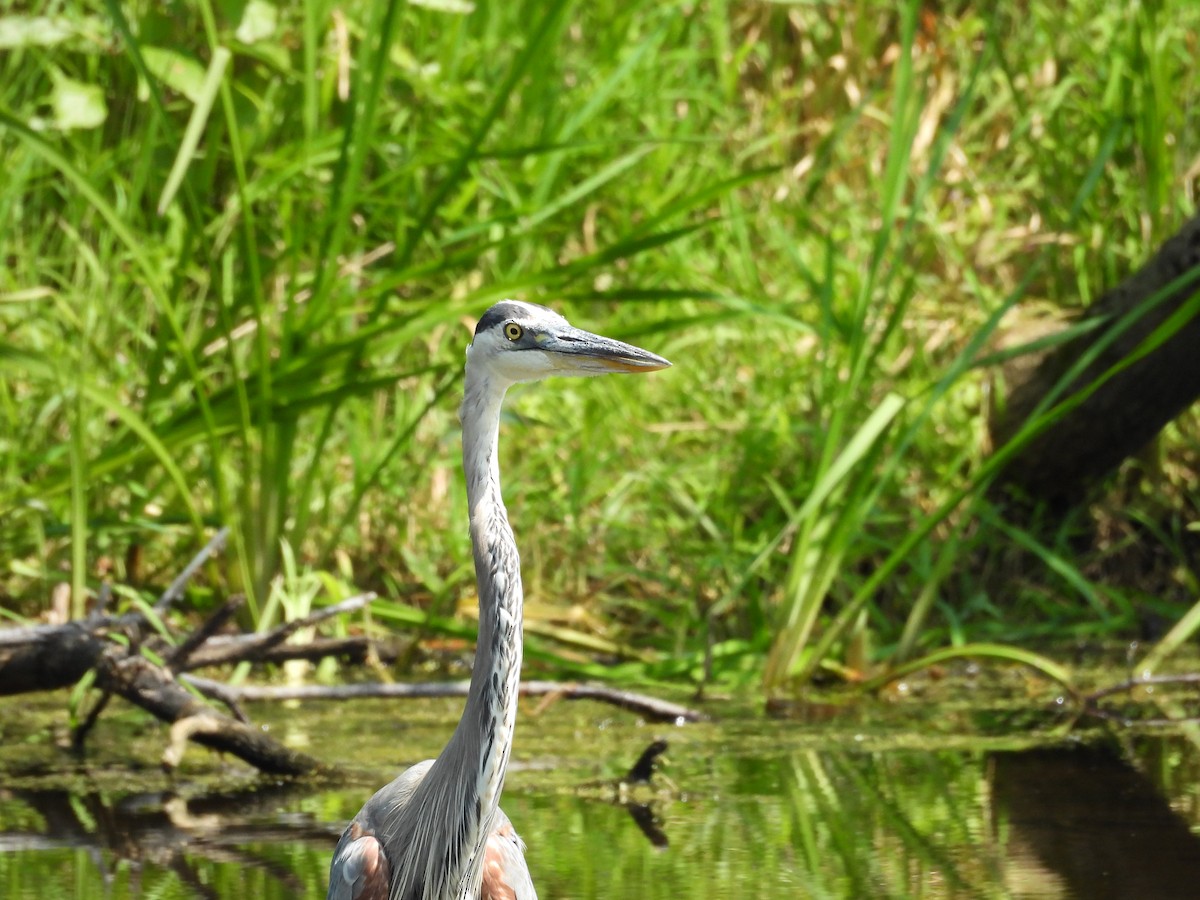 Garza Azulada - ML621857200