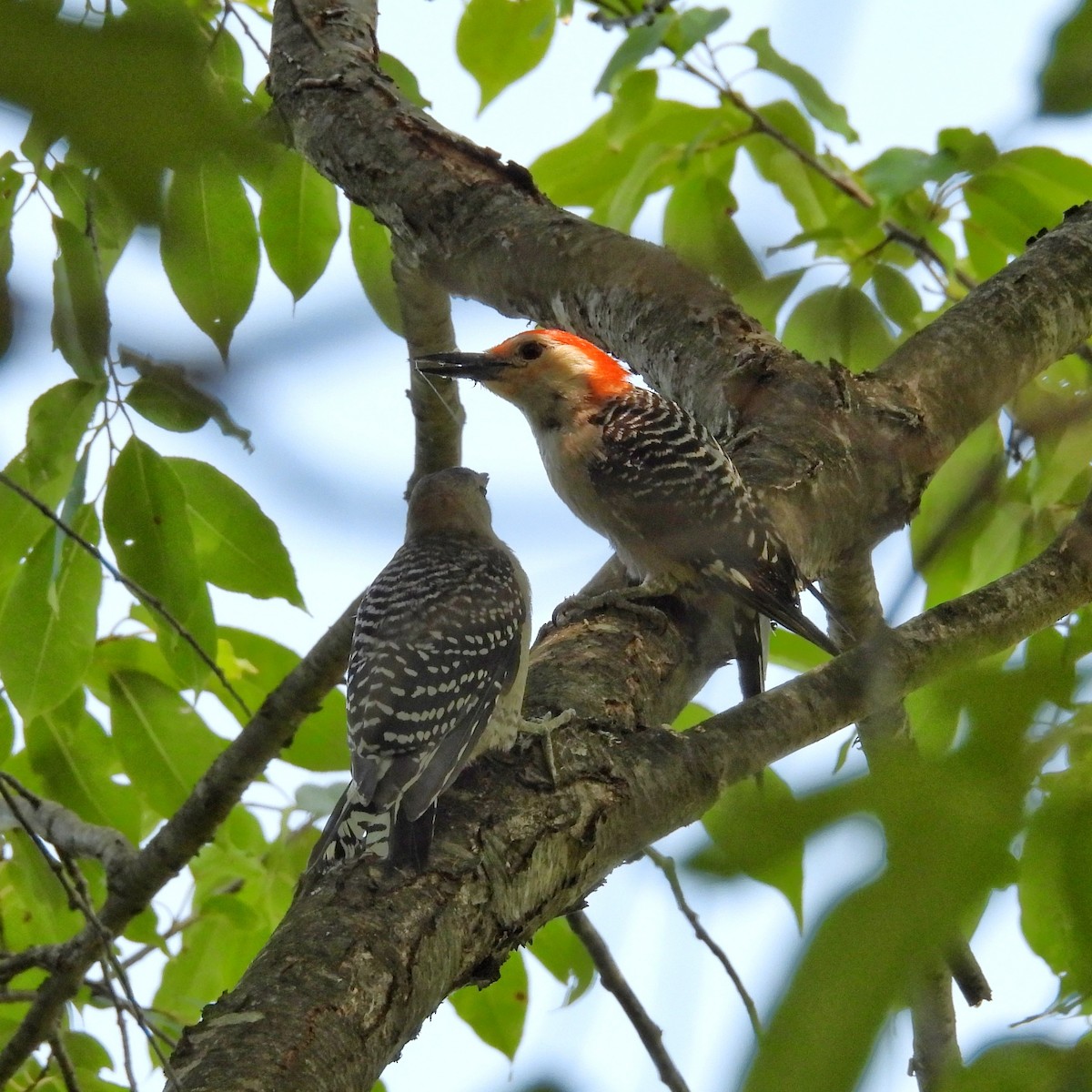 Red-bellied Woodpecker - Amanda Maduko