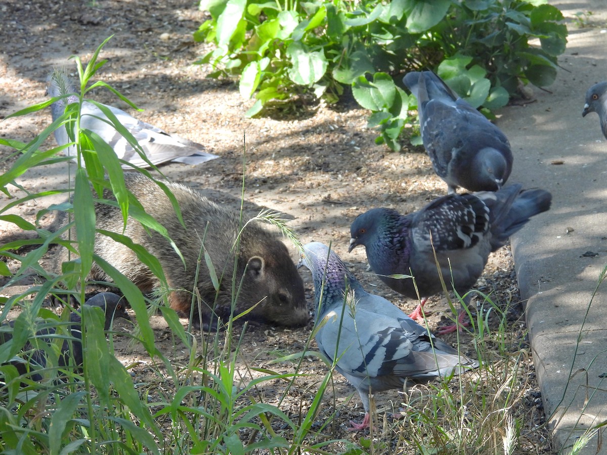 Хөхвөр тагтаа (суурин газрын) - ML621857246