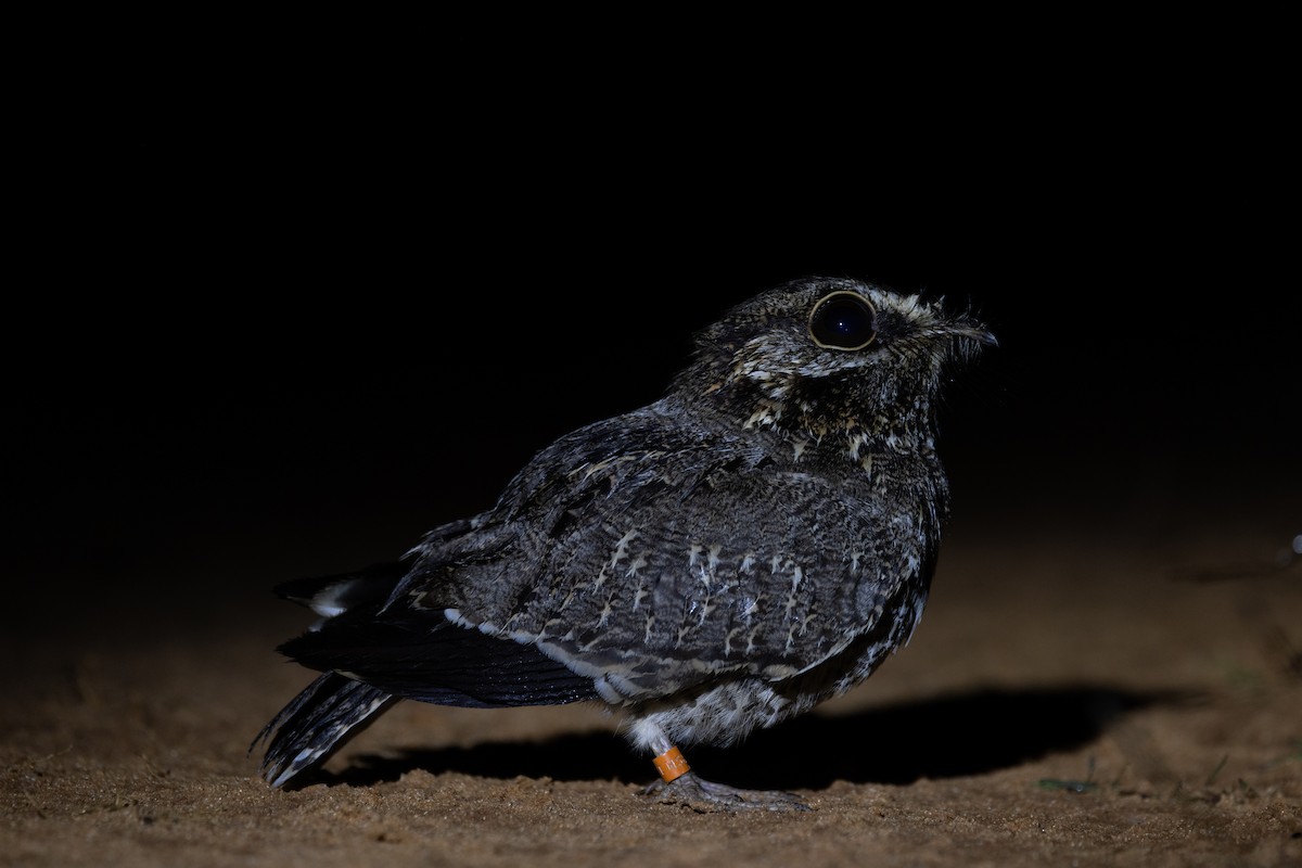 Sickle-winged Nightjar - ML621857254