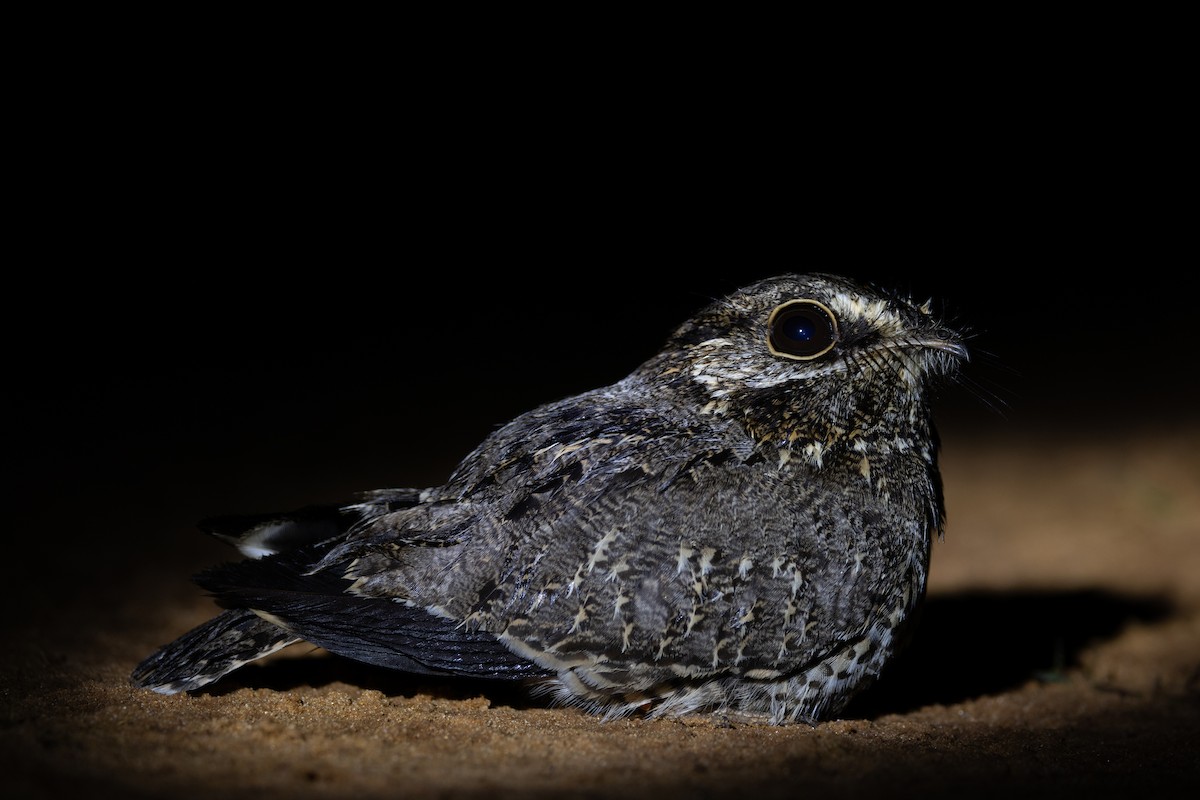 Sickle-winged Nightjar - Ross Gallardy