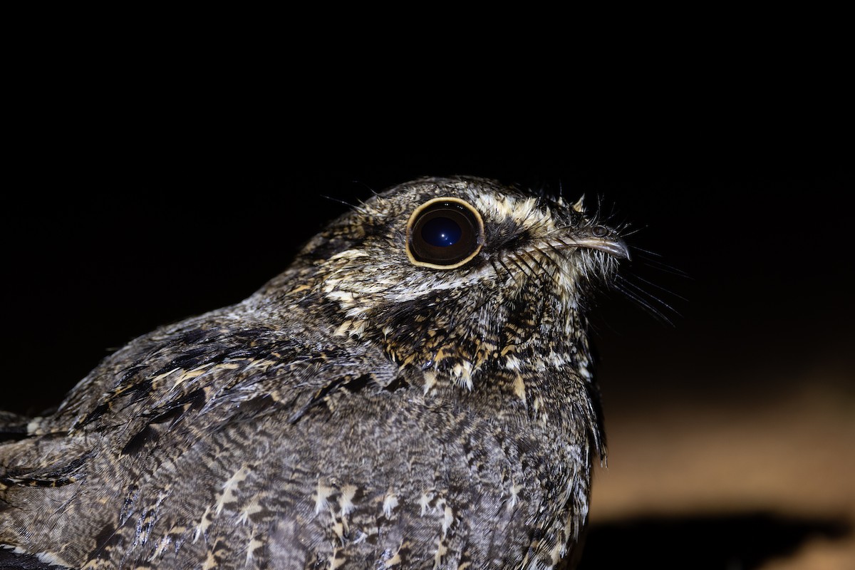 Sickle-winged Nightjar - ML621857256