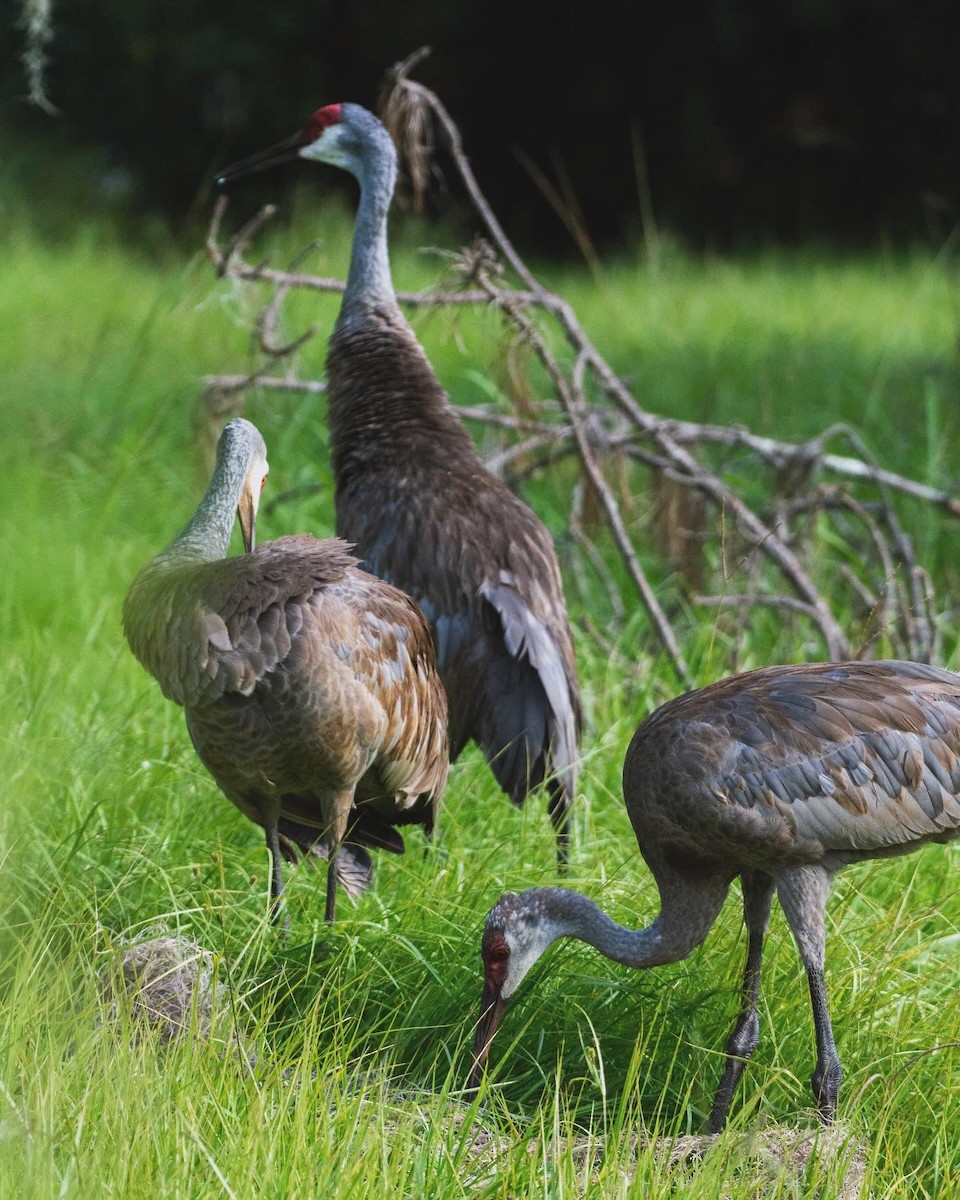 Sandhill Crane (pratensis) - ML621857287