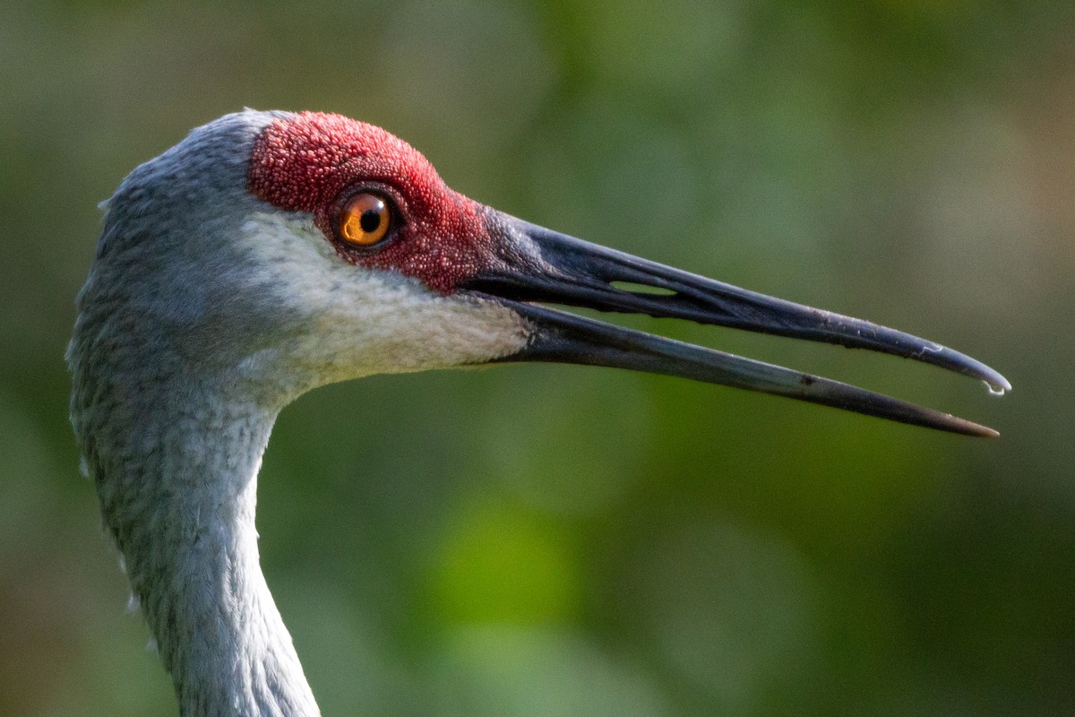 Sandhill Crane (pratensis) - ML621857289