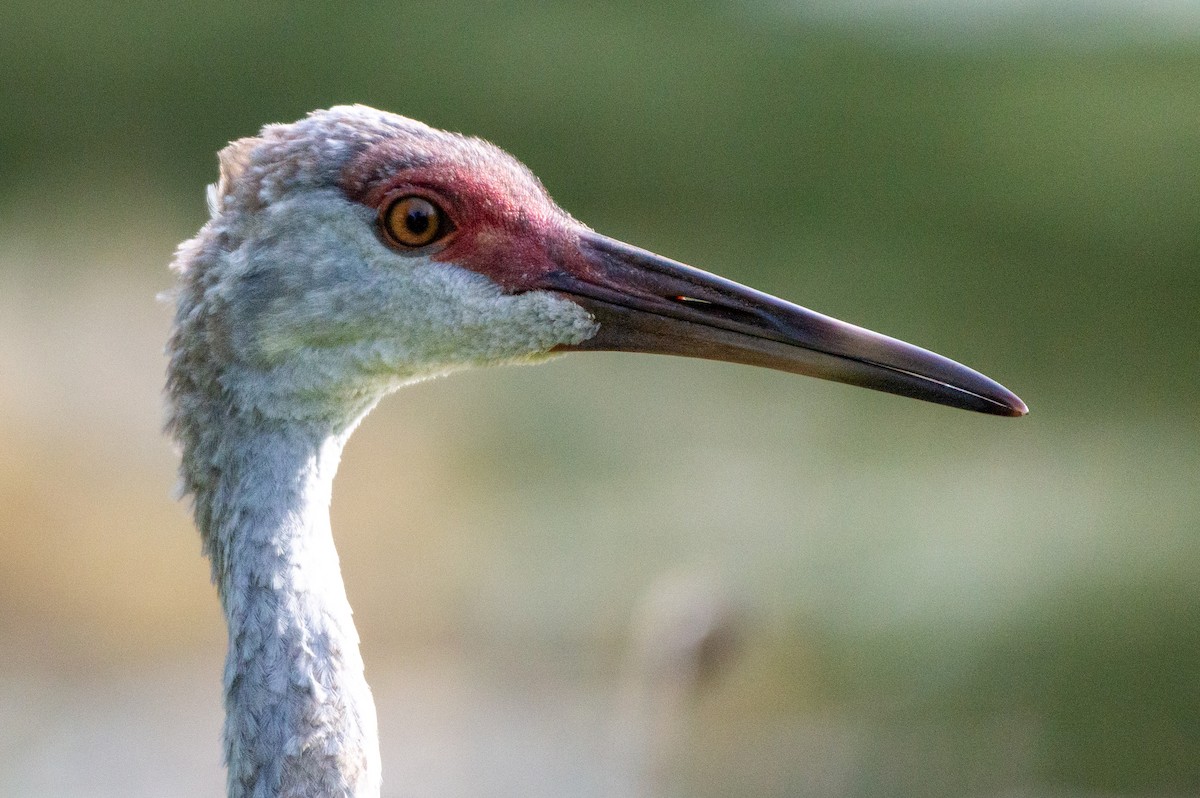 Sandhill Crane (pratensis) - ML621857290