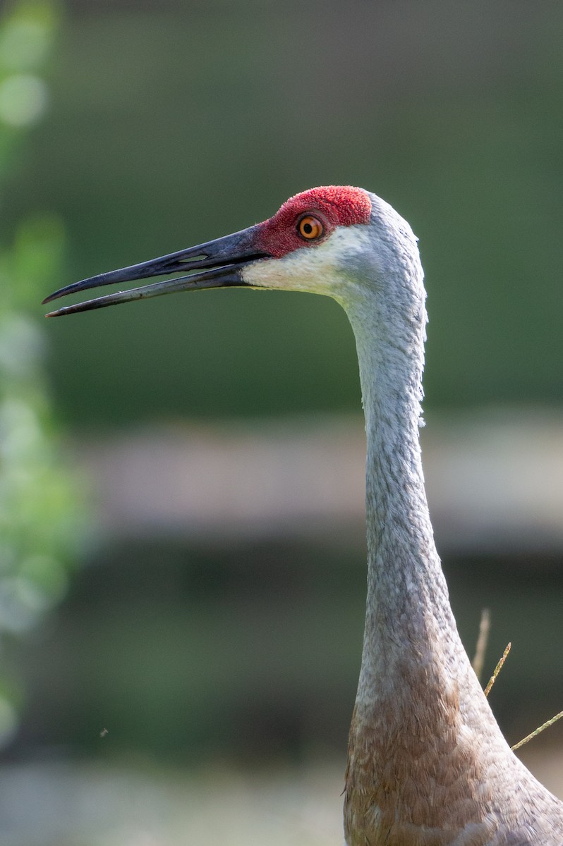 Sandhill Crane (pratensis) - ML621857291