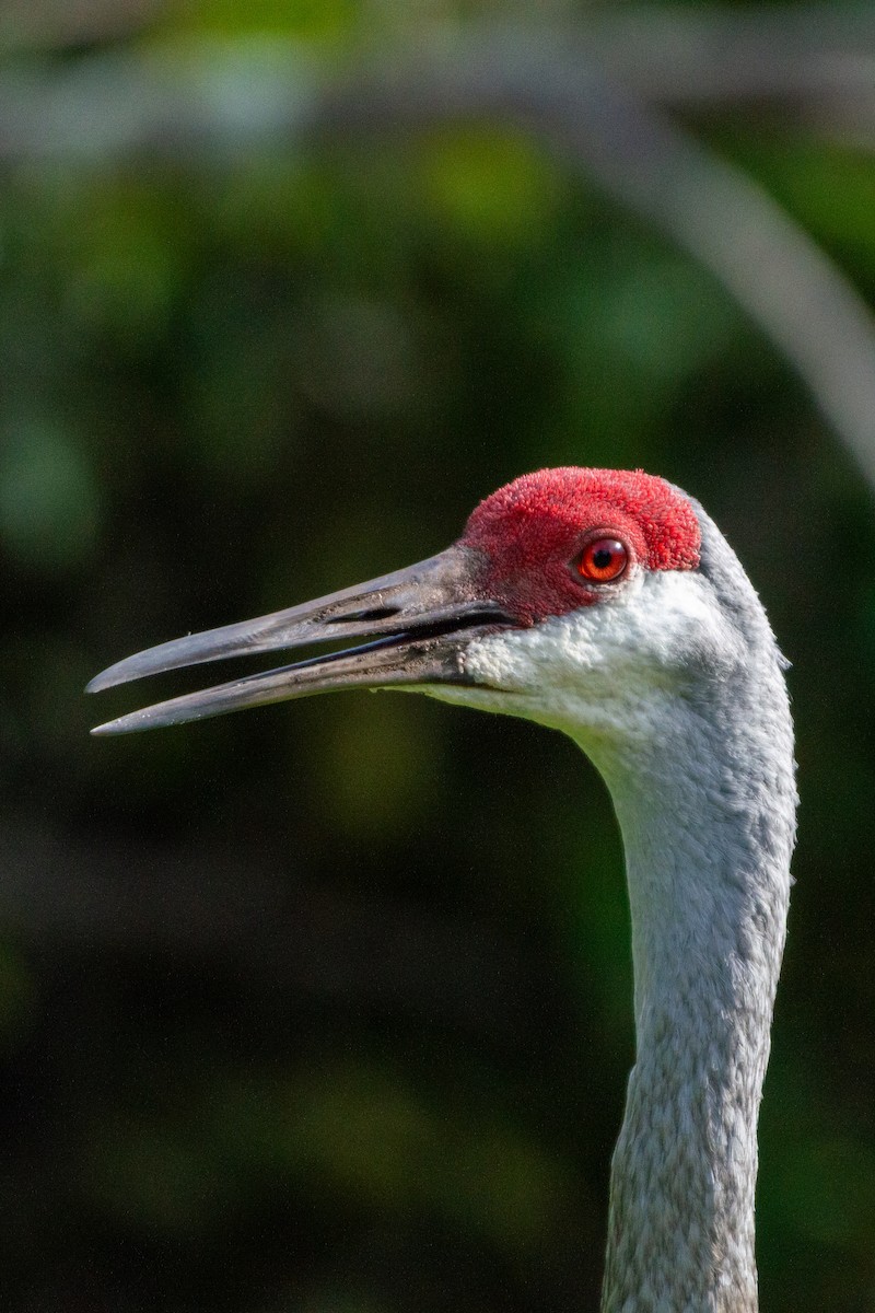 Sandhill Crane (pratensis) - ML621857292