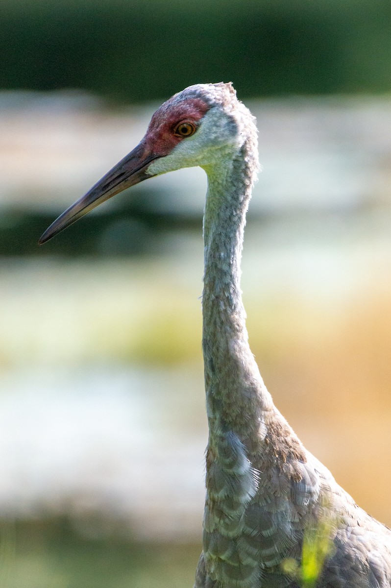 Sandhill Crane (pratensis) - ML621857293