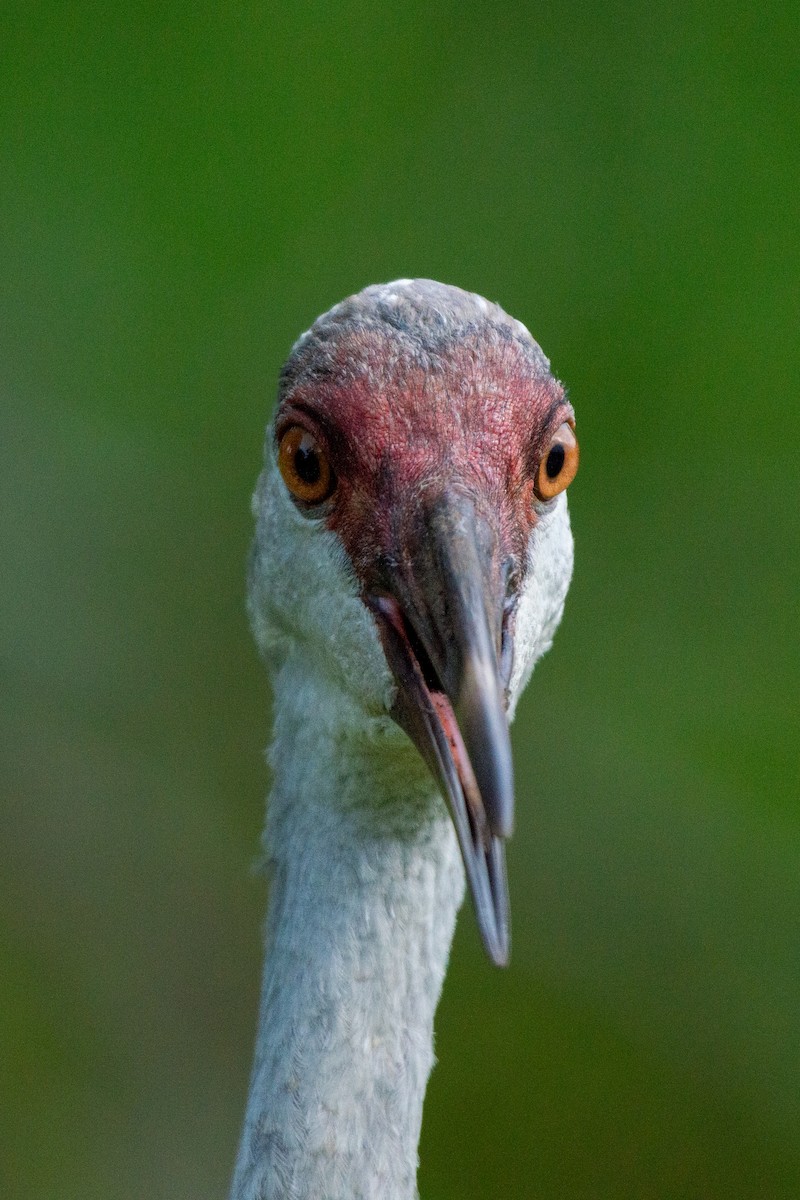 Sandhill Crane (pratensis) - ML621857294