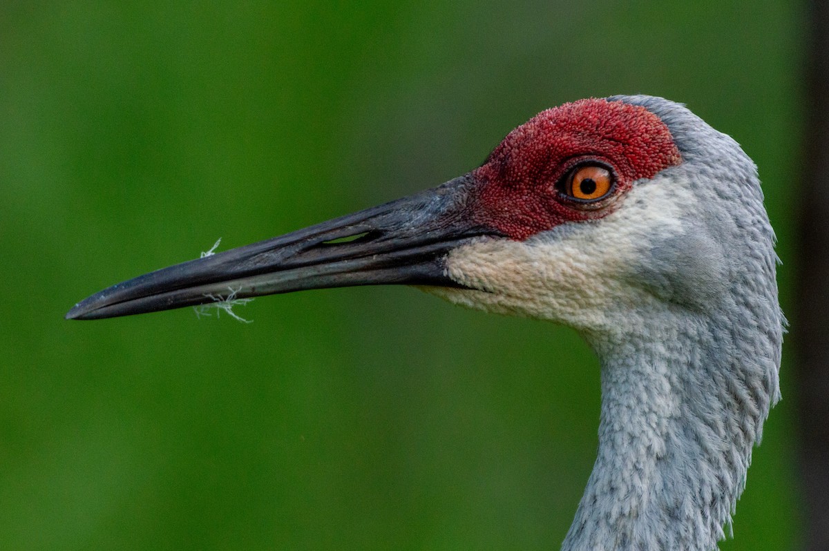 Sandhill Crane (pratensis) - ML621857295