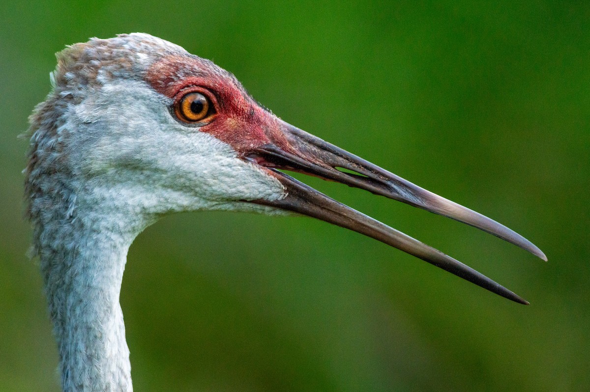 Sandhill Crane (pratensis) - ML621857296