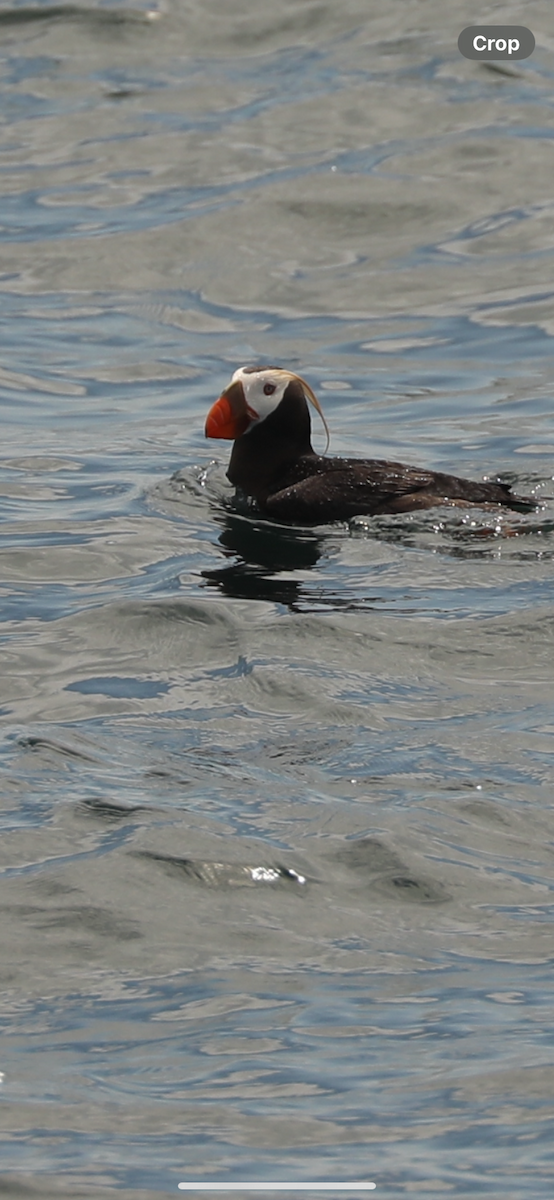 Tufted Puffin - Mary L Frey