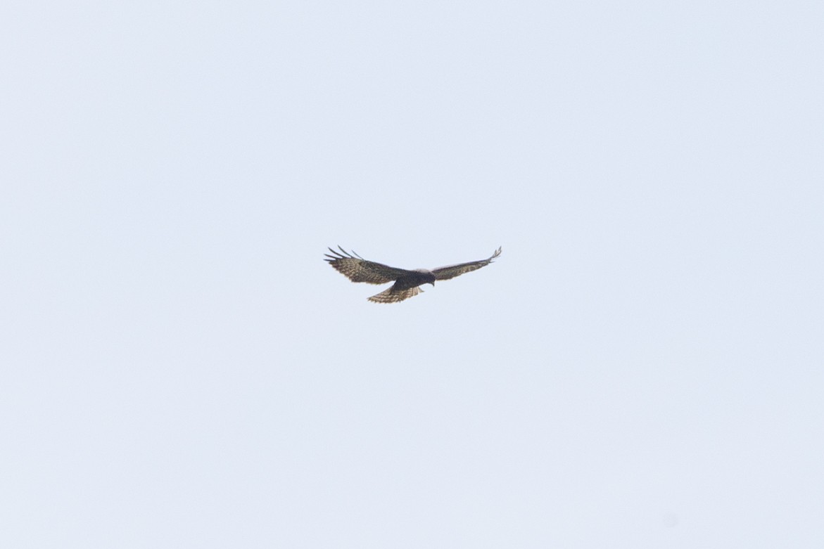 Short-tailed Hawk - ML621857306