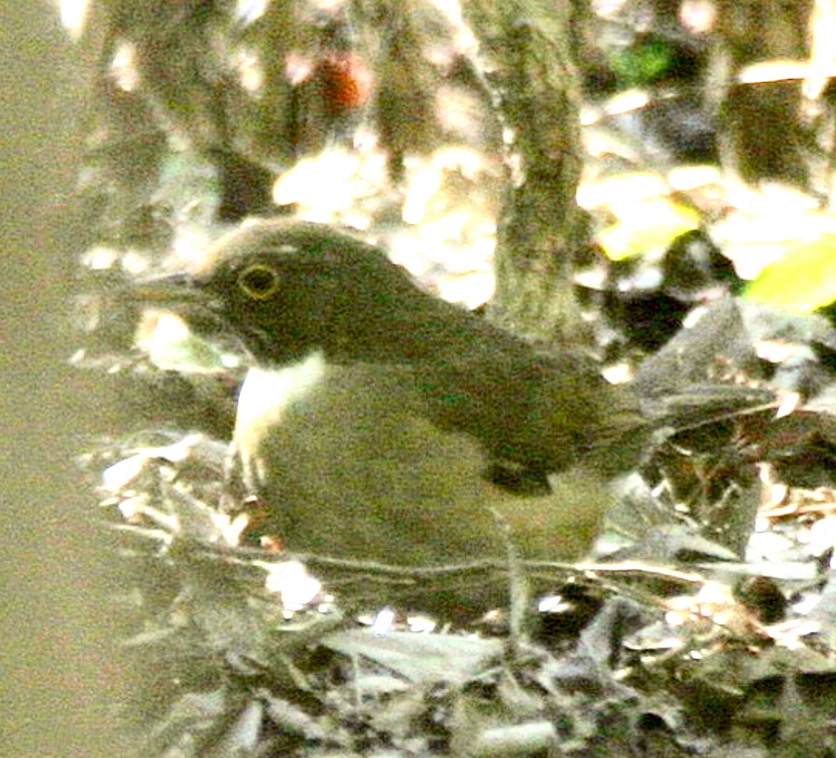 White-throated Thrush - ML621857319