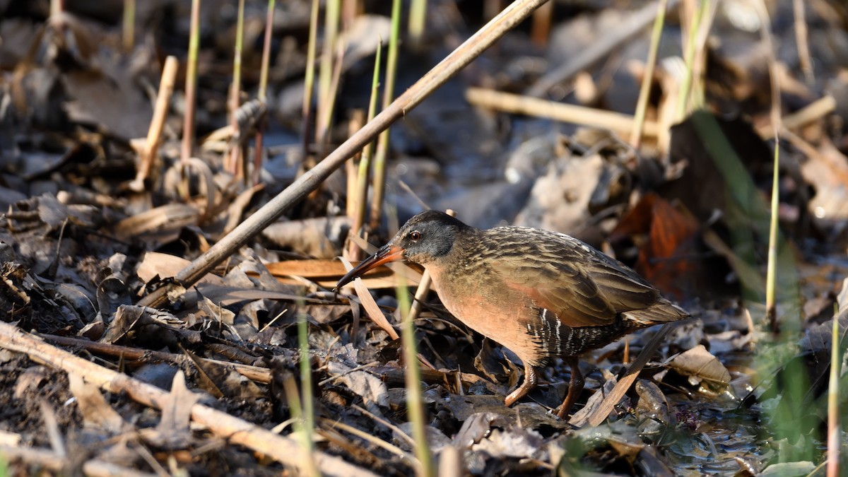 Virginia Rail - ML621857328