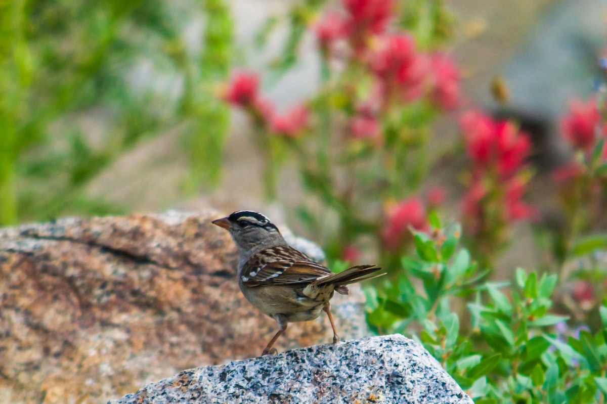 White-crowned Sparrow - ML621857337