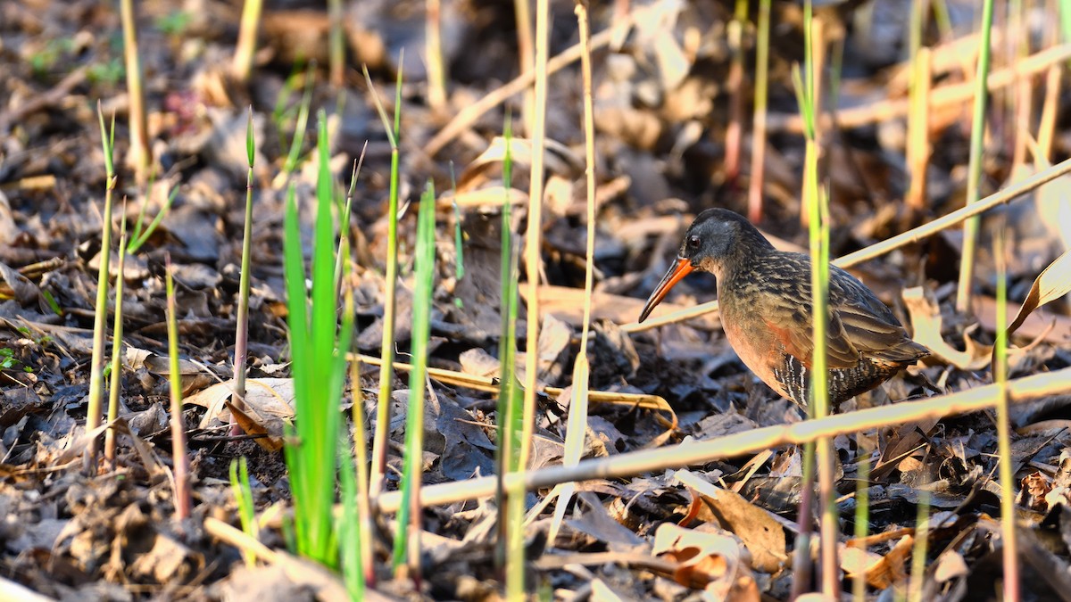 Virginia Rail - ML621857353