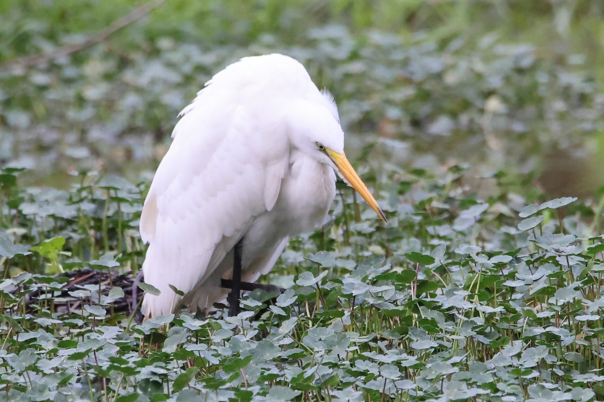 Great Egret - ML621857365