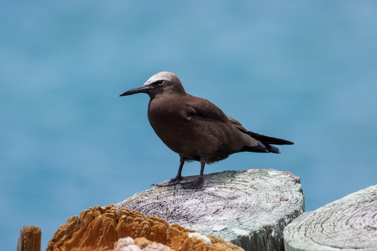 Brown Noddy - ML621857368
