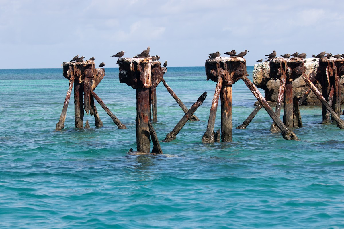 Brown Noddy - ML621857369