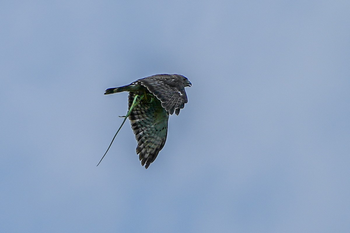 Broad-winged Hawk - ML621857370