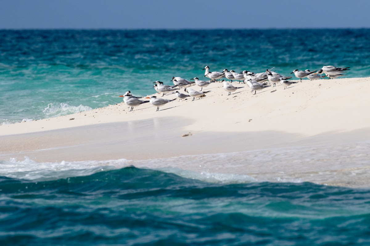 Sandwich Tern - ML621857378