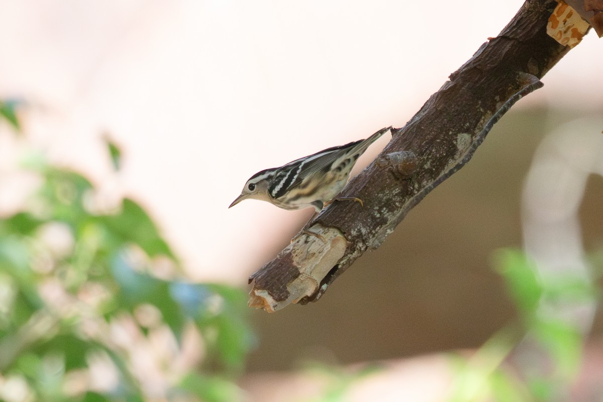 Black-and-white Warbler - ML621857397