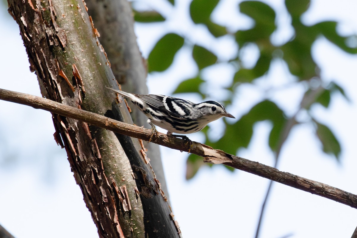 Black-and-white Warbler - ML621857398