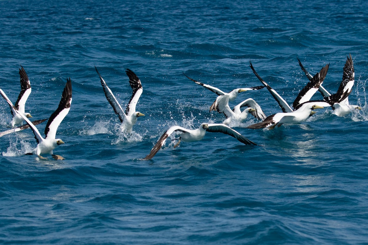 Masked Booby - ML621857409