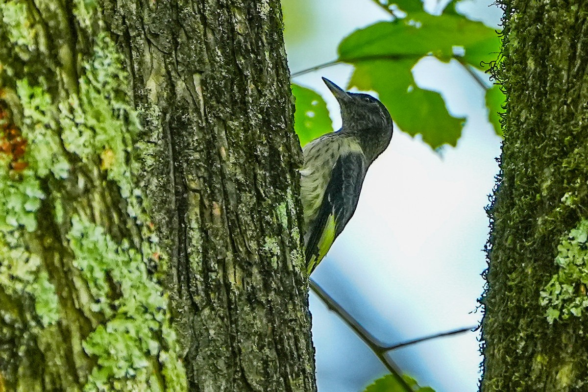 Red-headed Woodpecker - ML621857425