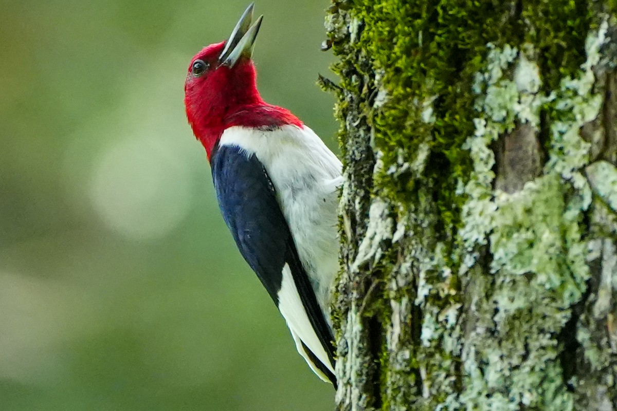 Red-headed Woodpecker - ML621857430