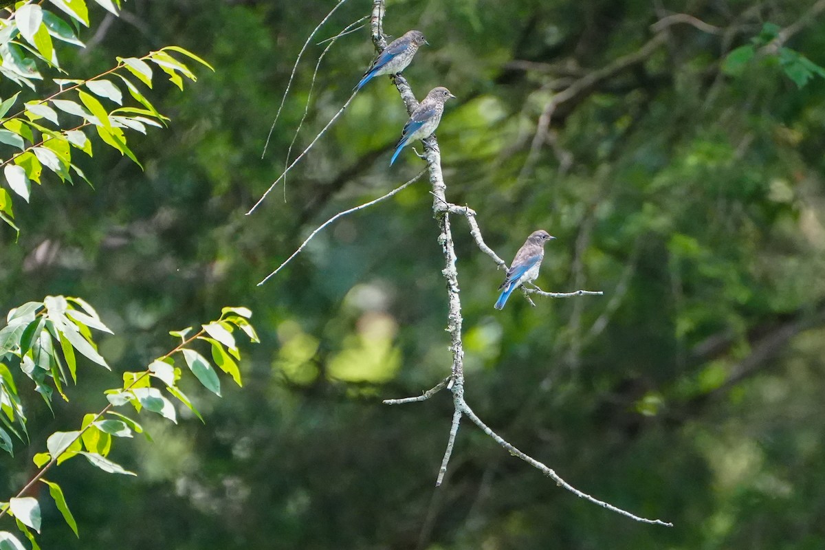 Eastern Bluebird - ML621857451