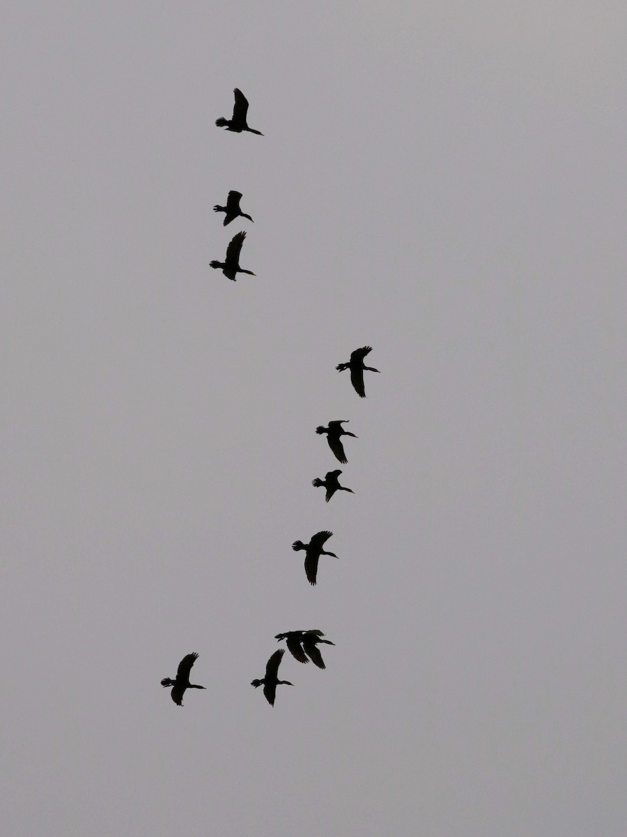 Double-crested Cormorant - ML621857453