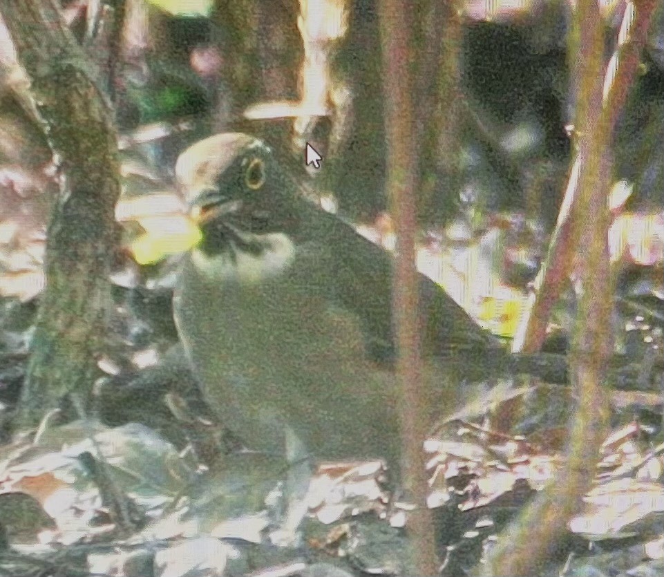 White-throated Thrush - ML621857455