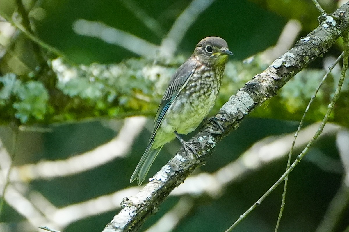 Eastern Bluebird - ML621857457