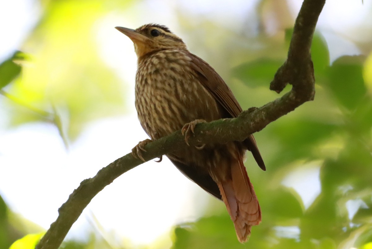 Pale-browed Treehunter - João Paulo Durante