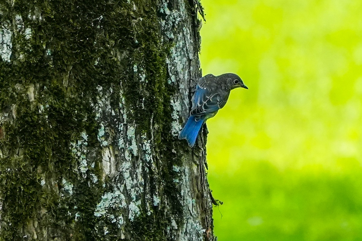 Eastern Bluebird - ML621857463