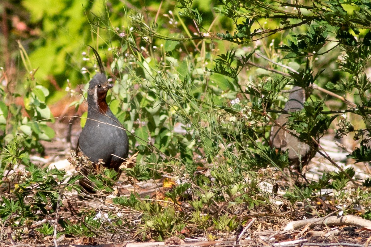 Mountain Quail - ML621857542